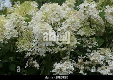 Uber die Verengung der weissen Blütenköpfe des mehrjährigen Gartenstaubphantoms Hordrangea paniculata. Stockfoto