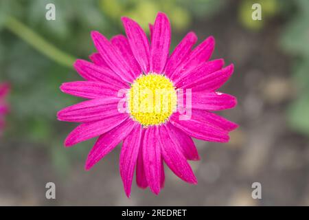 Brillante magentafarbene Sommerblume aus bemalten Gänseblümchen, Tanacetum coccineum „Robinson's Red“ im britischen Garten Juni Stockfoto