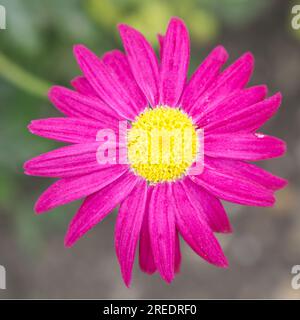 Brillante magentafarbene Sommerblume aus bemalten Gänseblümchen, Tanacetum coccineum „Robinson's Red“ im britischen Garten Juni Stockfoto