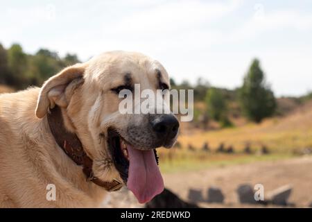Schäferhund der Leonesischen Mastiff-Rasse, fotografiert in seiner ländlichen Umgebung Stockfoto