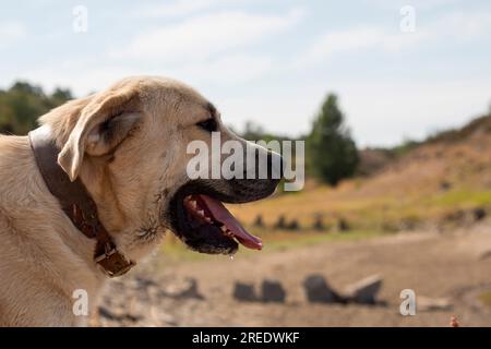 Schäferhund der Leonesischen Mastiff-Rasse, fotografiert in seiner ländlichen Umgebung Stockfoto