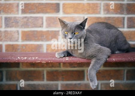 Süße Katze, die auf einer Bank an einer Ziegelwand liegt und nach unten starrt. Porträt einer britischen Kurzhaarkatze im Ruhezustand zu Hause. Stockfoto