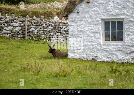 Die geschützten, als gefährdet eingestuften, seltenen Manx Loaghtan-Schafe mit ihren charakteristischen gelockten Hörnern liegen ruhig und kauen Gras auf der Isle of man Stockfoto