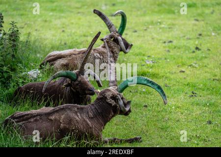 Die geschützten, als gefährdet eingestuften, seltenen Manx Loaghtan-Schafe mit ihren charakteristischen gelockten Hörnern liegen ruhig und kauen Gras auf der Isle of man Stockfoto