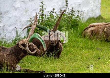 Die geschützten, als gefährdet eingestuften, seltenen Manx Loaghtan-Schafe mit ihren charakteristischen gelockten Hörnern liegen ruhig und kauen Gras auf der Isle of man Stockfoto