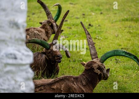 Die geschützten, als gefährdet eingestuften, seltenen Manx Loaghtan-Schafe mit ihren charakteristischen gelockten Hörnern liegen ruhig und kauen Gras auf der Isle of man Stockfoto