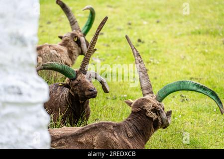 Die geschützten, als gefährdet eingestuften, seltenen Manx Loaghtan-Schafe mit ihren charakteristischen gelockten Hörnern liegen ruhig und kauen Gras auf der Isle of man Stockfoto