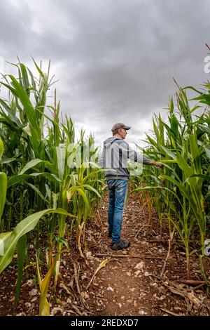 Landwirt Überprüfung seiner Kornfeld Stockfoto