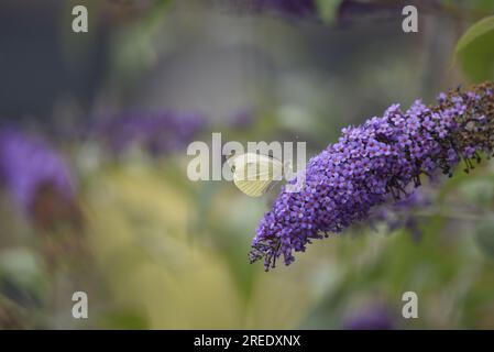 Rechtes Profil, mittlerer Vordergrund Bild eines großen weißen Schmetterlings (Pieris brassicae) mit Proboscis in lila Buddleia Blume, aufgenommen in Großbritannien im Juli Stockfoto