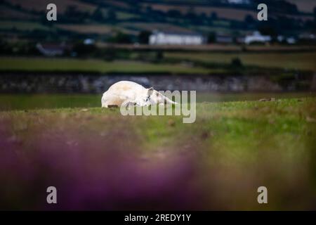 Ein Schaf, das sich in der Frühlingssonne auf einem Grasfeld auf der Insel des Menschen entspannt Stockfoto