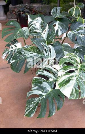 Monstera deliciosa 'Variegata' Pflanze in einem Behälter. Stockfoto