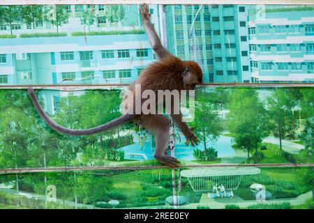 Ein Mitglied einer langschwänzigen Makaken-Truppe erkundet die Baustelle des öffentlichen Wohnungsbaugebiets Waterway Sunrise in Singapur Stockfoto