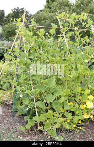 Reben einer Krustenpflanze, die auf Einem A-Rahmen-Spalier im Garten wächst. Stockfoto