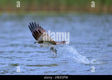 Westliche Fischadler (Pandion haliaetus), die im Spätsommer Fische in ihren Krallen von der Wasseroberfläche des Sees fangen Stockfoto