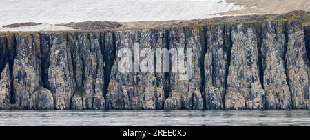 Alkefjellet, Sea Cliff Gehäuse seabird Kolonie von Thick-billed murres/Brünnich's Trottellummen (Uria lomvia) an Hinlopenstretet, Svalbard, Norwegen Stockfoto