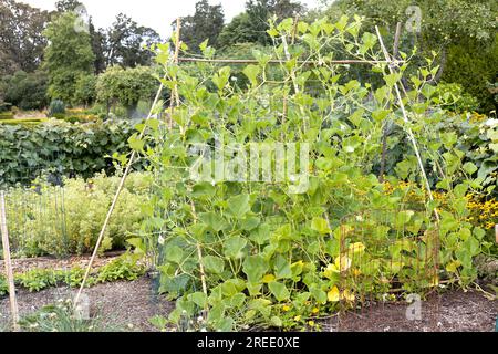 Reben einer Krustenpflanze, die auf Einem A-Rahmen-Spalier im Garten wächst. Stockfoto