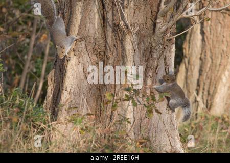 Eichhörnchen Mutter jagt Baby um Baumstamm im Wald Stockfoto