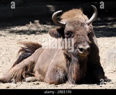 Europäischer Bison, Wisent, Europäische Bison, európai bölény, Bison bonasus, Zoo, Ungarn, Magyarország, Europa Stockfoto