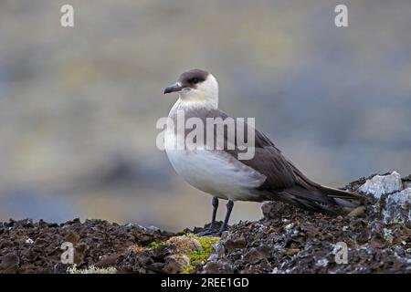 Arktische Skua / parasitäre Skua / parasitäre jaeger / Arktische jaeger (Stercorarius parasiticus) auf der Tundra im Sommer auf Svalbard / Spitsbergen Stockfoto