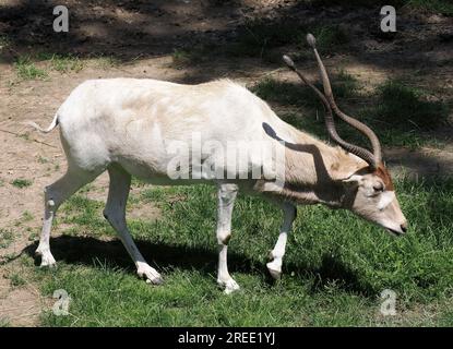 Weiße Antilope, Springantilope, Mendesantilope, Mendeszantilop, Addax, Addax nasomaculatus, Zoo, Ungarn, Magyarország, Europa Stockfoto