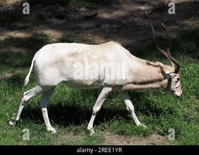 Weiße Antilope, Springantilope, Mendesantilope, Mendeszantilop, Addax, Addax nasomaculatus, Zoo, Ungarn, Magyarország, Europa Stockfoto