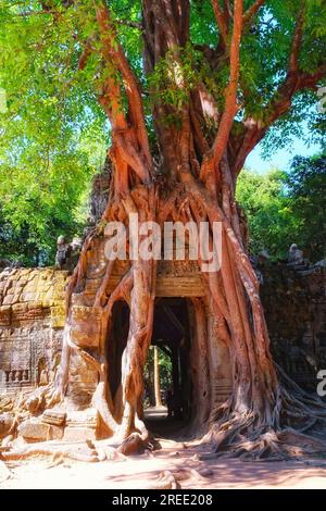 Ein Bild mit malerischen Wurzeln, das den Übergang zum alten Khmer-Tempel von Ta Som umgibt. Stockfoto