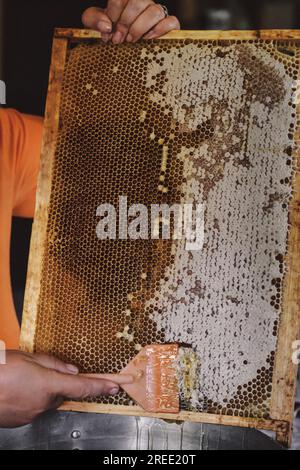 Dicker Honig, Der Die Wabe Heruntertropft. Männerhand, frischer Honig mit einem Schulterblatt. Goldhonig in Honigwabe. Gesundes Lebensmittelkonzept. Umweltfreundliche, natürliche Lebensmittel. Biene Stockfoto