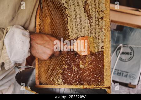Extraktion von Honig aus Wabenkonzept. Nahaufnahme des Imkers, der Wachsdeckel mit heißem Messer aus der Wabe zur Honiggewinnung schneidet. Stockfoto