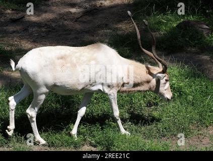 Weiße Antilope, Springantilope, Mendesantilope, Mendeszantilop, Addax, Addax nasomaculatus, Zoo, Ungarn, Magyarország, Europa Stockfoto