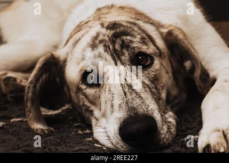 Der Hund ruht auf dem Boden Stockfoto
