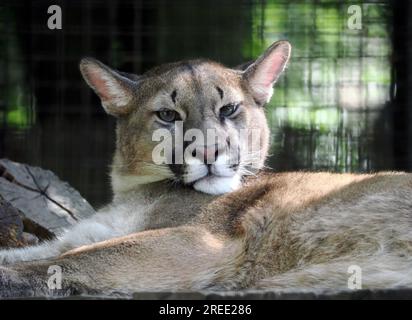 Berglöwe, Catamount, Panther und Maler, Cougar, Silberlöwe, Berglöwe oder Kuguar, Puma concolor, Felis concolor, puma, Zoo, Ungarn Stockfoto