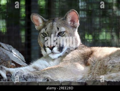 Berglöwe, Catamount, Panther und Maler, Cougar, Silberlöwe, Berglöwe oder Kuguar, Puma concolor, Felis concolor, puma, Zoo, Ungarn Stockfoto