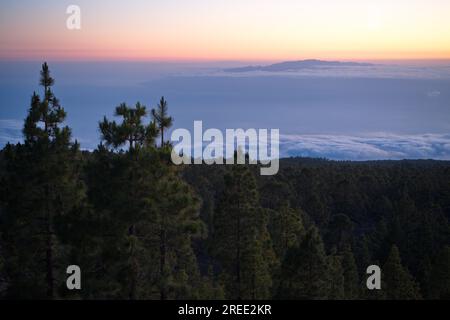 Kiefernlandschaft von Las Cañadas del Teide und im Hintergrund können Sie die Insel La Gomera bei Sonnenuntergang sehen. Pino de Las Cañadas del Teide y La Gomera. Stockfoto