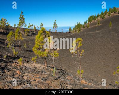 Landschaft des Cañadas del Teide, ein vulkanisches Gebiet, wo Populationen von Kanarischen Kiefern zu sehen sind. Las Cañadas del Teide. Stockfoto