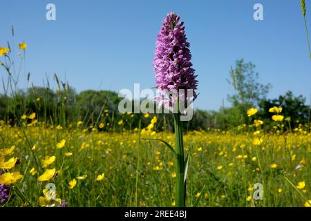 Südliche Sumpforchideen wachsen inmitten wilder Butterblüten auf Wiesen in Shropshire, Großbritannien Stockfoto