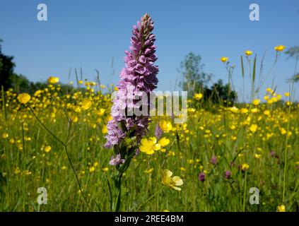 Südliche Sumpforchideen wachsen inmitten wilder Butterblüten auf Wiesen in Shropshire, Großbritannien Stockfoto