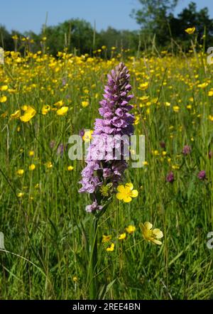 Südliche Sumpforchideen wachsen inmitten wilder Butterblüten auf Wiesen in Shropshire, Großbritannien Stockfoto