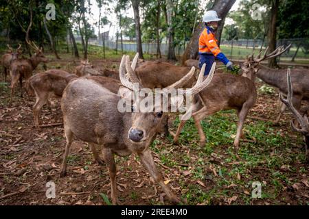 27. Juli 2023, Soroako, Süd-sulawesi, Indonesien: Ein Arbeiter füttert Hirsche in einer von PT Vale Indonesia in Sorowako betriebenen Wildzuchteinrichtung. Das zweitgrößte Nickelbergbauunternehmen der Welt entwickelt ein Aufwuchsgebiet für die Wiederaufforstung ehemaliger Bergwerke als eine Form der Verantwortung für den Erhalt der Umwelt nach der Ausbeutung. (Kreditbild: © Hariandi Hafid/SOPA Images via ZUMA Press Wire) NUR REDAKTIONELLE VERWENDUNG! Nicht für den kommerziellen GEBRAUCH! Stockfoto