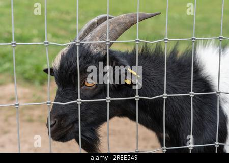 Schwarze Hausziege (Capra hircus) hinter einem Metallzaun Stockfoto