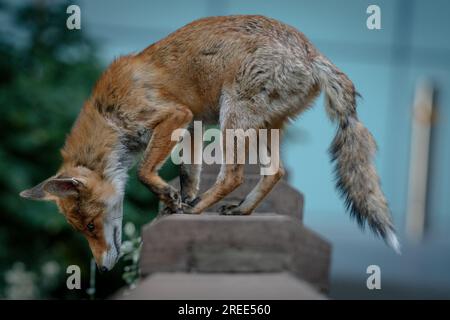 London, Großbritannien. 26. Juli 2023 Ein urbaner Fuchs, der an einem kühlen frühen Mittwochmorgen in der Nähe des Southwark Crown Court zu sehen ist. Füchse begannen in den 1930er Jahren, London City zu ihrem Zuhause zu machen. Der London Wildlife Trust schätzt, dass es jetzt etwa 10.000 in der Hauptstadt gibt. Kredit: Guy Corbishley/Alamy Live News Stockfoto