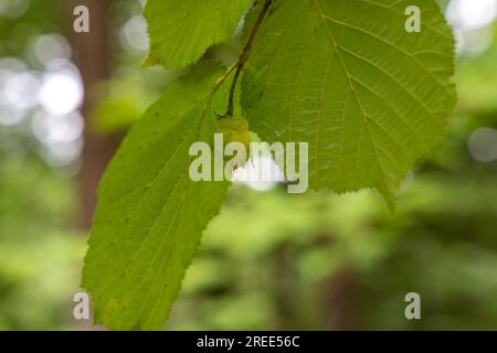 Grüne Haselnuss (Corylus avellana) auf dem Ast Stockfoto