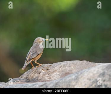 Ein Chestnut Starling, der auf einem Felsen ruht Stockfoto