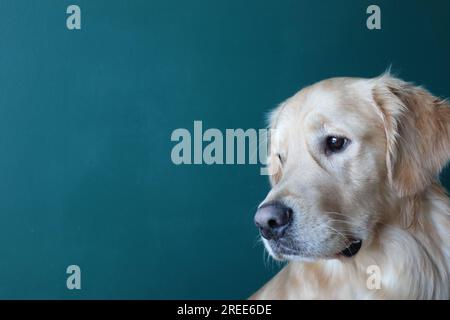 Golden Retriever, der nach draußen laufen will. Stockfoto
