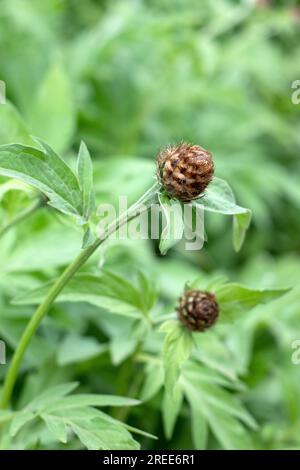 Trockene Distel auf grünem Gartenhintergrund, Nahaufnahme auf glattem Hintergrund Stockfoto