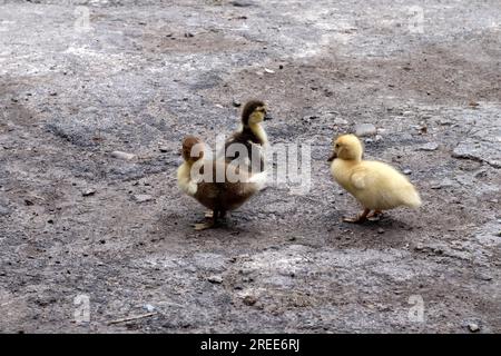 Gelbe und braune Entenküken auf dem Hof. Junge Entenküken im Hof Stockfoto