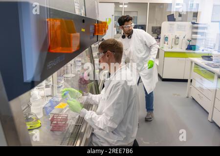 Mainz, Deutschland. 27. Juli 2023. Ein Mitarbeiter bei der BioNTech Company. BioNTech betreibt ein neues Forschungszentrum in Mainz, Deutschland, wo ein Team mit einer breiten Palette neuartiger Technologien arbeitet, um auf dem Gebiet der Immunologie sowie bei der Entwicklung und Optimierung von mRNA zur Bekämpfung lebensbedrohlicher und schwerer Krankheiten wie Krebs, COVID-19, Malaria und Tuberkulose zu arbeiten. Kredit: Helmut Fricke/dpa/Alamy Live News Stockfoto