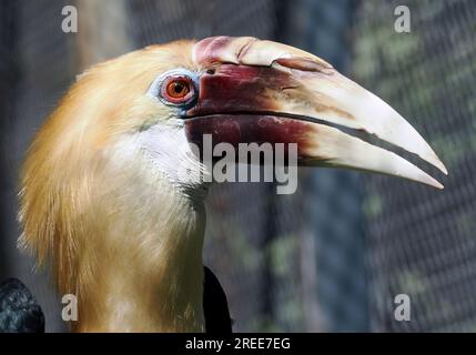 Blyths Hornvogel, Papuanischer Hornvogel, Calao Papou, kokomo, Rhyticeros plicatus, pápua szarvascsőrű, Zoo, Ungarn, Magyarország, Europa Stockfoto