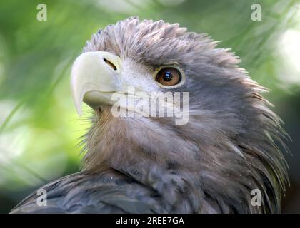 Weißwedeladler, Eurasischer Seeadler, Seeadler, Pygargue à Queue Blanche, Haliaeetus albicilla, rétisas, Zoo, Ungarn, Magyarország, Europa Stockfoto