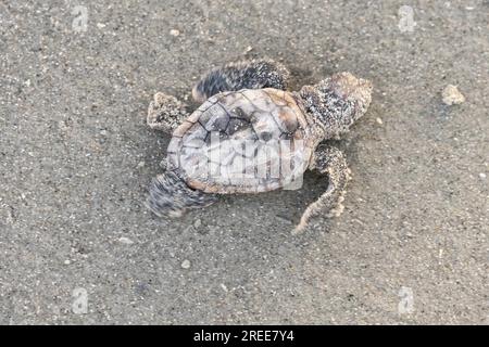 Isle of Palms, Vereinigte Staaten von Amerika. 27. Juli 2023. Eine vom Aussterben bedrohte Meeresschildkröte schlüpft nach dem Schlüpfen am 27. Juli 2023 über den Strand zum Atlantischen Ozean auf der Isle of Palms, South Carolina. Meeresschildkröten schlüpfen Babys aus Nestern, die in Sanddünen gegraben sind und schlüpfen einmal über den offenen Strand zum Meer. Meeresschildkröten können bis zu 100 Jahre alt sein, aber weniger als 3 % der Jungtiere schaffen es bis ins Erwachsenenalter. Kredit: Richard Ellis/Richard Ellis/Alamy Live News Stockfoto