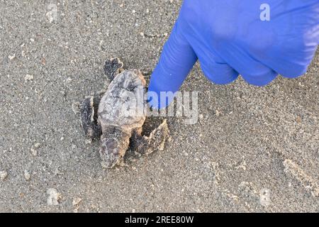 Isle of Palms, Vereinigte Staaten von Amerika. 27. Juli 2023. Eine vom Aussterben bedrohte Loggerhead-Meeresschildkröte, die von einem Freiwilligen unterstützt wird, während sie über den Strand zum Atlantischen Ozean krabbelt, am 27. Juli 2023 auf der Isle of Palms, South Carolina. Meeresschildkröten schlüpfen Babys aus Nestern, die in Sanddünen gegraben sind und schlüpfen einmal über den offenen Strand zum Meer. Meeresschildkröten können bis zu 100 Jahre alt sein, aber weniger als 3 % der Jungtiere schaffen es bis ins Erwachsenenalter. Kredit: Richard Ellis/Richard Ellis/Alamy Live News Stockfoto